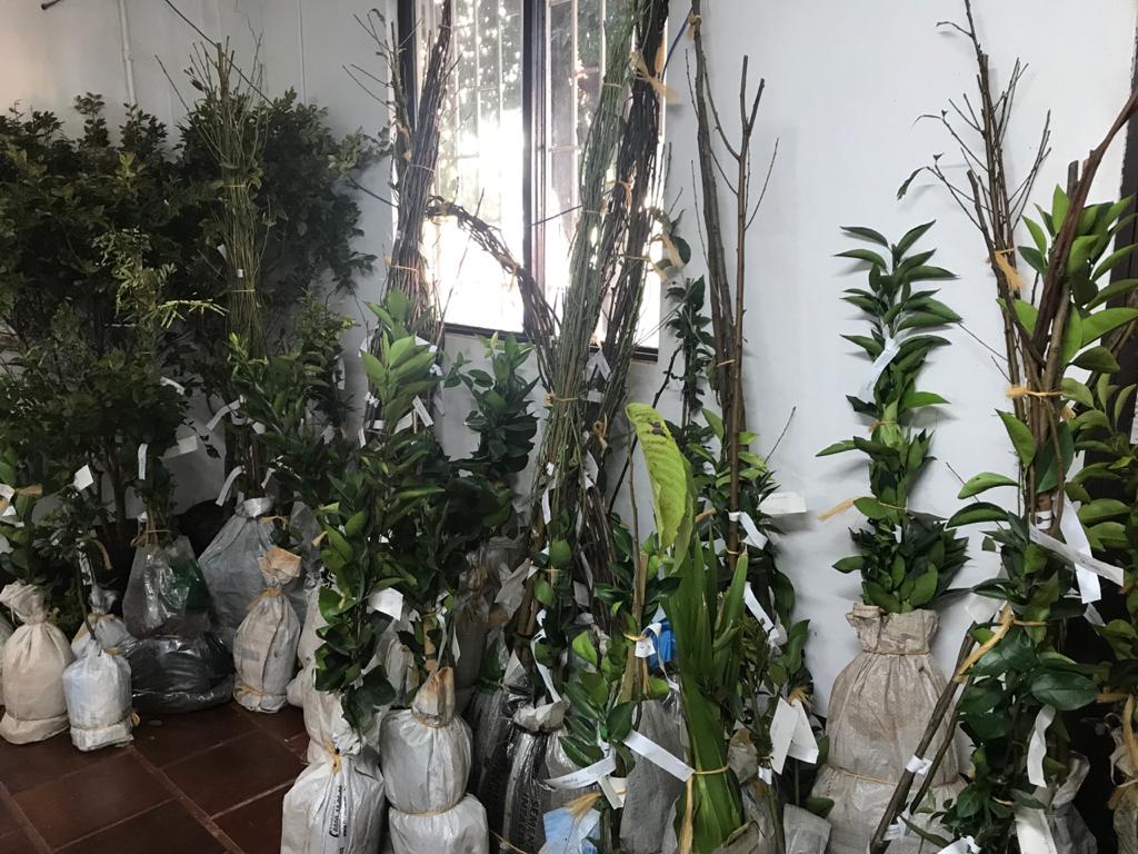 Prefeitura realiza entrega de mudas de árvores frutíferas   